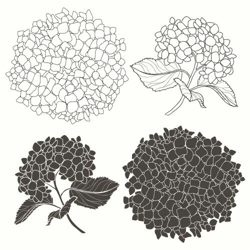 绣球花。矢量图 白色背景上的绣球花，四种不同的单色选项