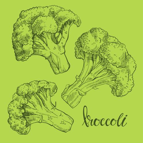 西蓝花。矢量图 西兰花三种绿版本