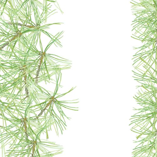 原创位图 白底水彩松枝插画，带文字空间的构图