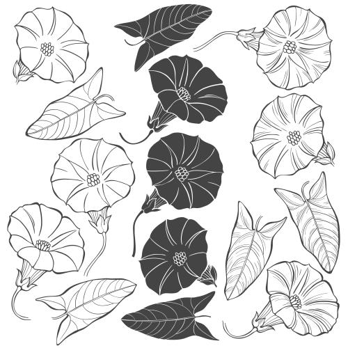 牵牛花。矢量图 牵牛花花叶白底多款可选