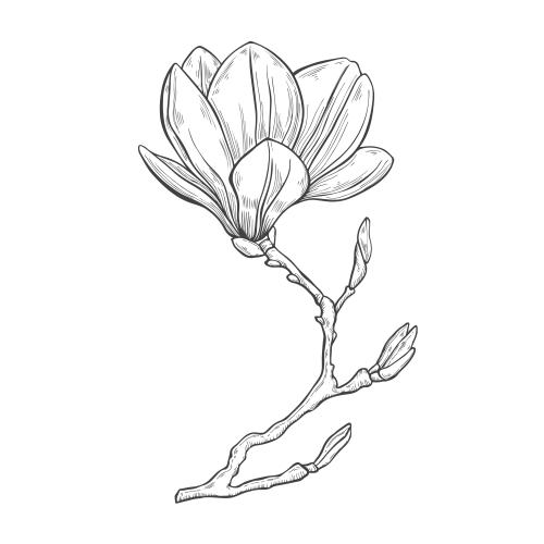 木兰。矢量图 白底木兰花