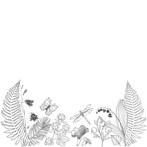 森林。矢量图 蕨类植物的叶子,铃草花,铃兰,松枝,鸡油菌,云莓,越橘,蝴蝶,蜻蜓,白色背景上的文本框
