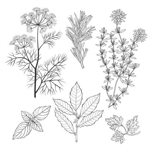 矢量图片 芳香烹饪香草：百里香、月桂、迷迭香、欧芹、莳萝、罗勒白背景