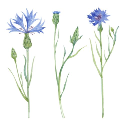 麦秆菊。矢量图 带花苞和叶子的矢车菊，三朵在白色衬底上