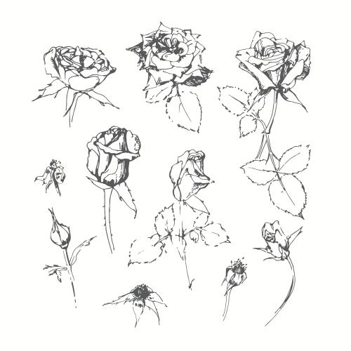 玫瑰花。矢量图 白色背景上的玫瑰素描元素