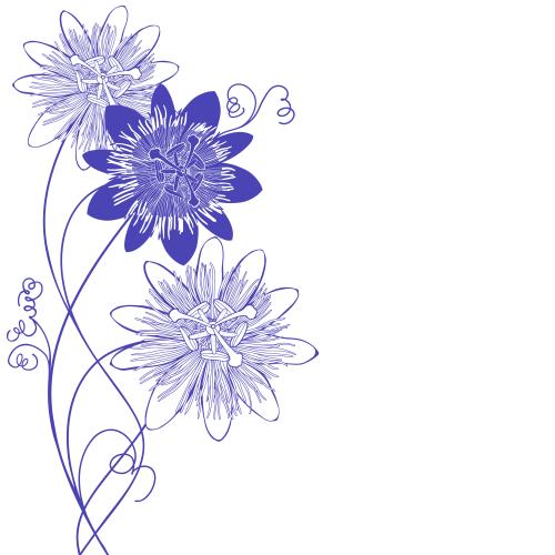 鸡冠花。矢量图 西番莲，紫色剪影与轮廓，白色文字空间
