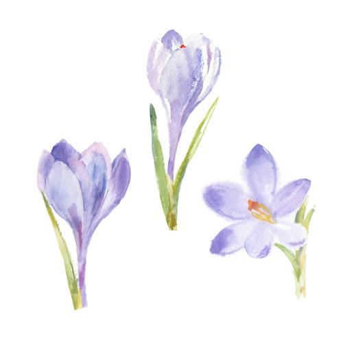 矢量图片 水彩克洛库斯，三朵白花