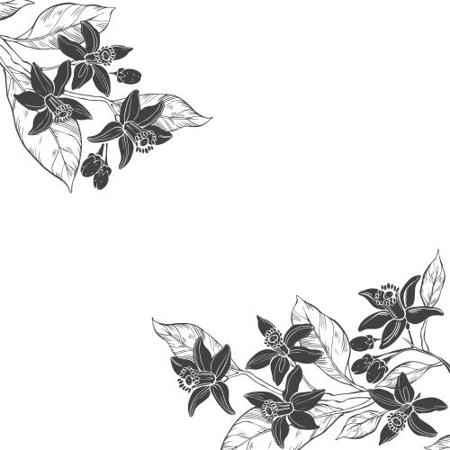 苦橙花油。矢量图 橙花-留白文字区-角形构图
