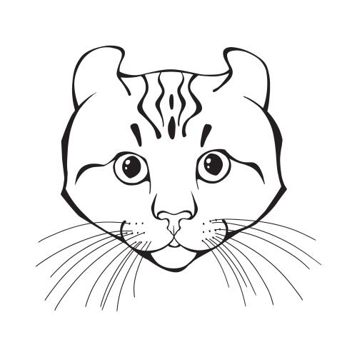 卷耳猫。矢量图 美国卷耳猫 白底可爱小脸