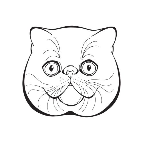 异国短毛猫。矢量图 异国猫萌脸白色背景