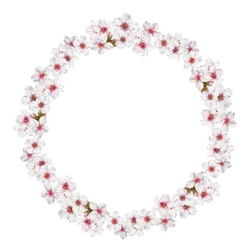 原创位图 白色背景上的开花杏树圆形水彩框架