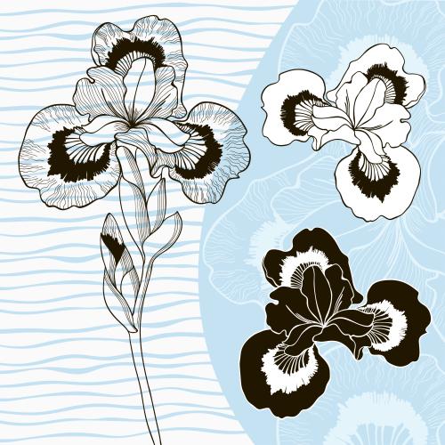 鸢尾花。矢量图 单色鸢尾花组合