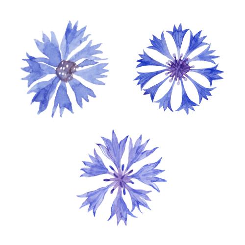 麦秆菊。矢量图 矢车菊——白底三种不同小花