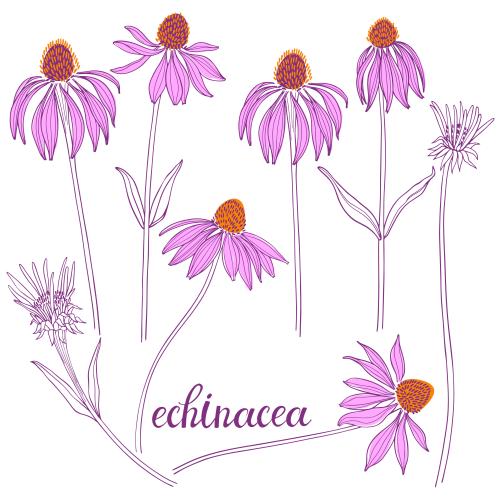 紫锥菊。矢量图 松果菊花白底
