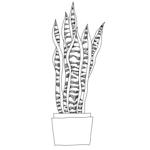 物品。矢量图 白色盆栽虎尾兰素描图案