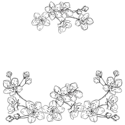 花苞。矢量图 樱花和花蕾 白色可添加文字