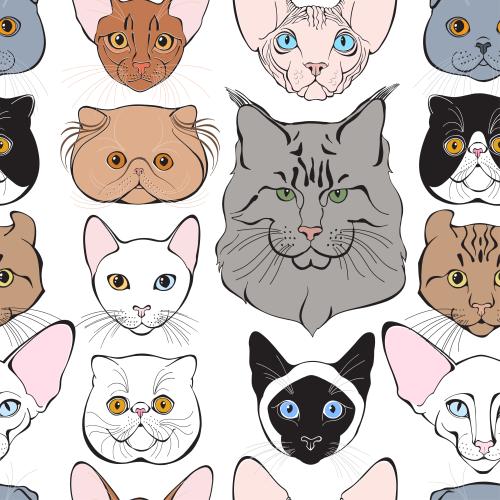 卷耳猫。矢量图 不同品种猫咪的可爱彩色脸部图案在白色背景上