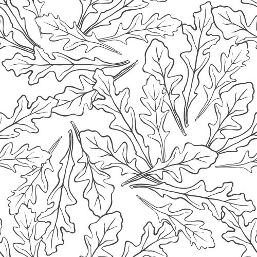 烹饪香草。矢量图 芝麻菜，白底黑线