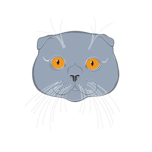 苏格兰折耳猫。矢量图 苏格兰垂耳猫 彩色可爱小脸白底