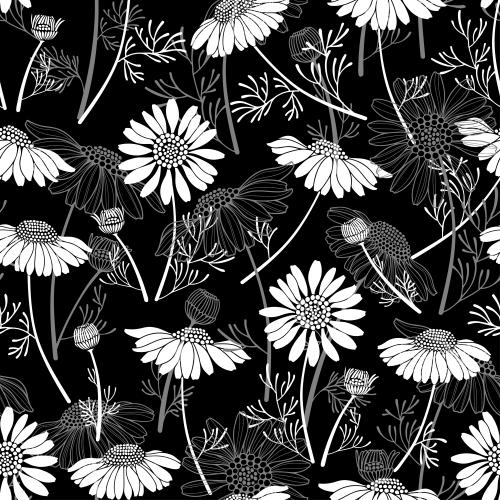 雏菊。矢量图 洋甘菊、白色剪影与灰色轮廓在黑色背景上