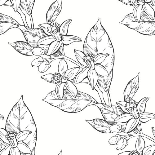苦橙花油。矢量图 白橘花