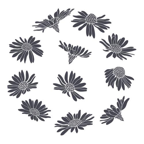 矢量图片 洋甘菊-多种款式-白色轮廓