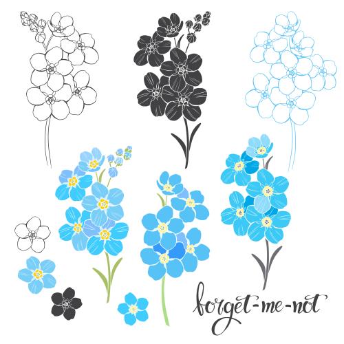 勿忘我花。矢量图 白底各种勿忘我