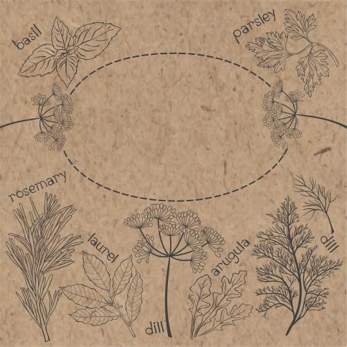 月桂树。矢量图 烹饪草药名称椭圆形框架带文本空间牛皮纸上的黑色轮廓线条