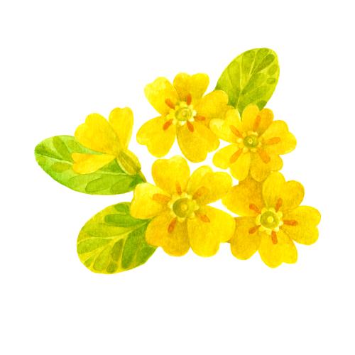 原创位图 报春花水彩单独花朵白色背景