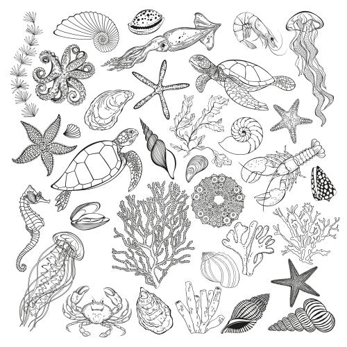 水母。矢量图 海洋动物、珊瑚、海藻、海星、贝壳 白色背景