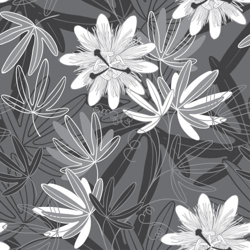 鸡冠花。矢量图 金丝桃单色花叶灰色