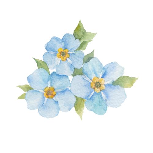 勿忘我花。矢量图 水彩勿忘我白色背景