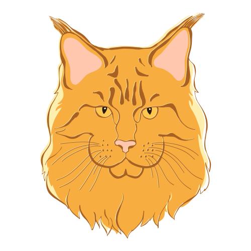猫。矢量图 缅因猫彩色脸庞剪影白底