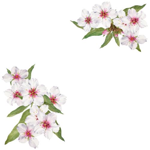 原创位图 白色背景上带文字空间的开花杏树角植物学构图