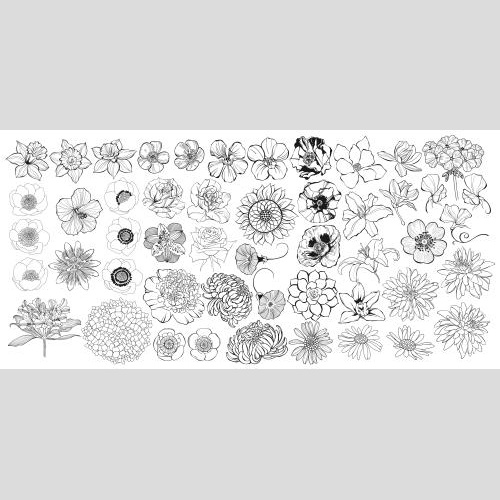 矢量图片 白色花卉系列