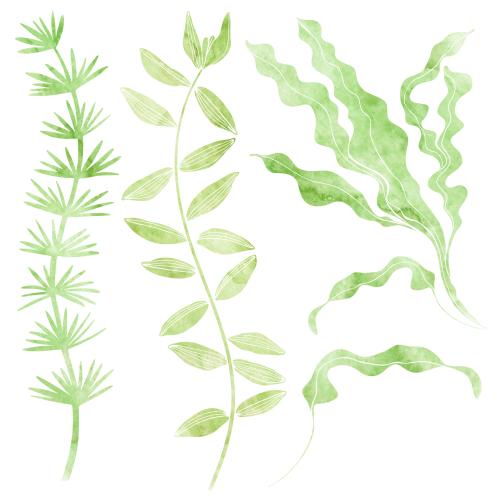 原创位图 水彩海藻，白色背景可选