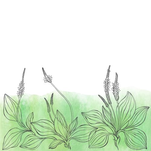 车前草。矢量图 车前草-绿色水彩片段-白色文字留白处