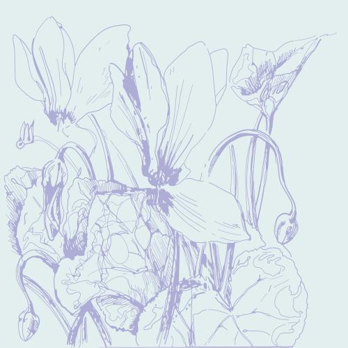 风信子。矢量图 蓝底素描紫花仙客来