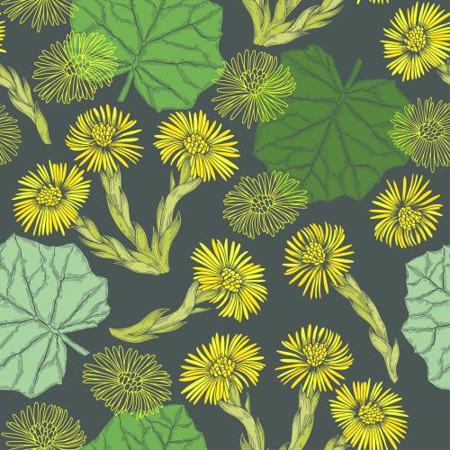 金银花。矢量图 款冬花和叶的彩色剪影，深灰色背景