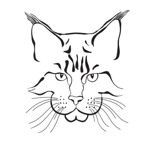 缅因猫。矢量图 缅因猫脸白底