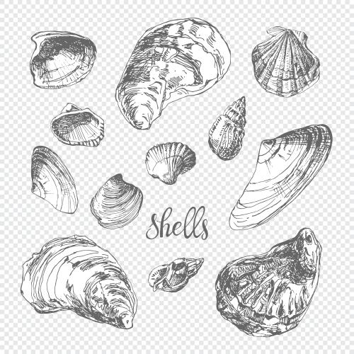 矢量图片 贝壳速写