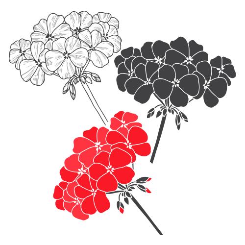天竺葵。矢量图 三种白色天竺葵花