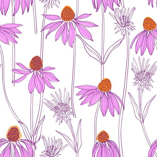 紫锥菊。矢量图 紫锥花，白底上的花