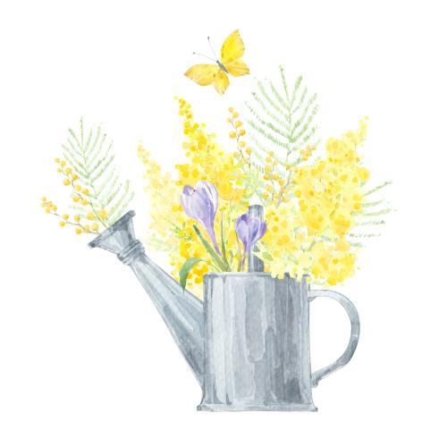 原创位图 水彩画风的花束置于浇水壶中搭配金合欢与番红花白底上的蝴蝶