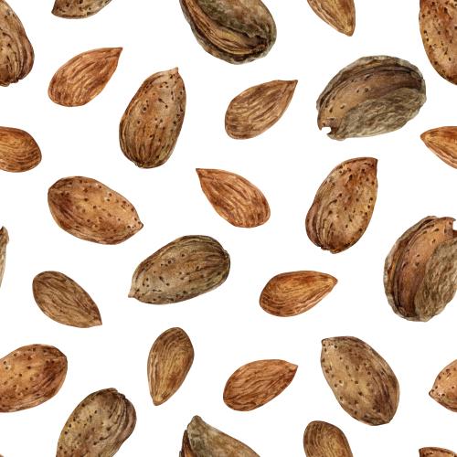  矢量图 白色背景上的杏仁坚果
