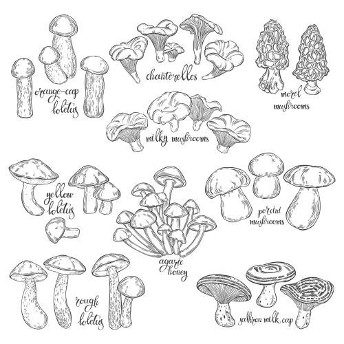 矢量图片 乳菇,鸡油菌,牛肝菌,桦树牛肝菌,橡树牛肝菌,粘盖牛肝菌,油蘑,平菇,羊肚菌