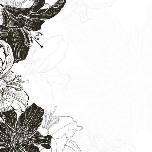 百合。矢量图 百合花、剪影和轮廓白色背景