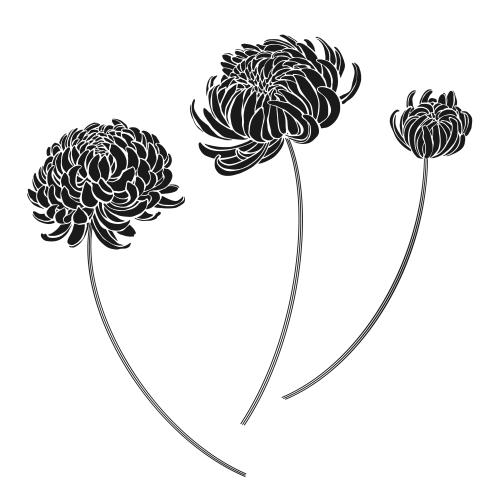 菊花。矢量图 三个菊花，白色背景上的剪影