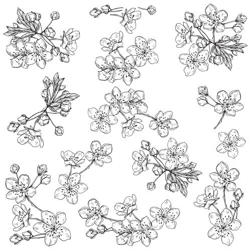 花苞。矢量图 樱花和花蕾，多种白色款式