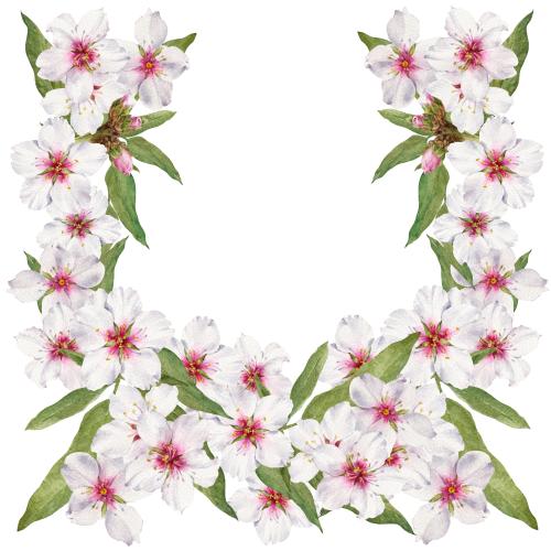 原创位图 白色背景上带文字空间的杏花植物学构图﻿